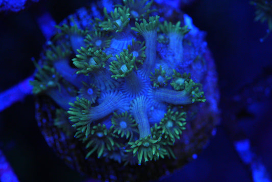 Goniopora
