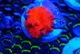 Candy crush Mushroom coral