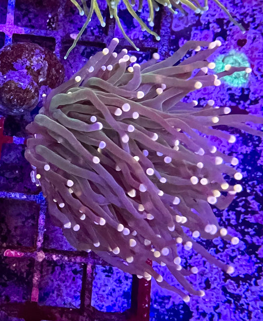 Wysiwyg pink tip torch