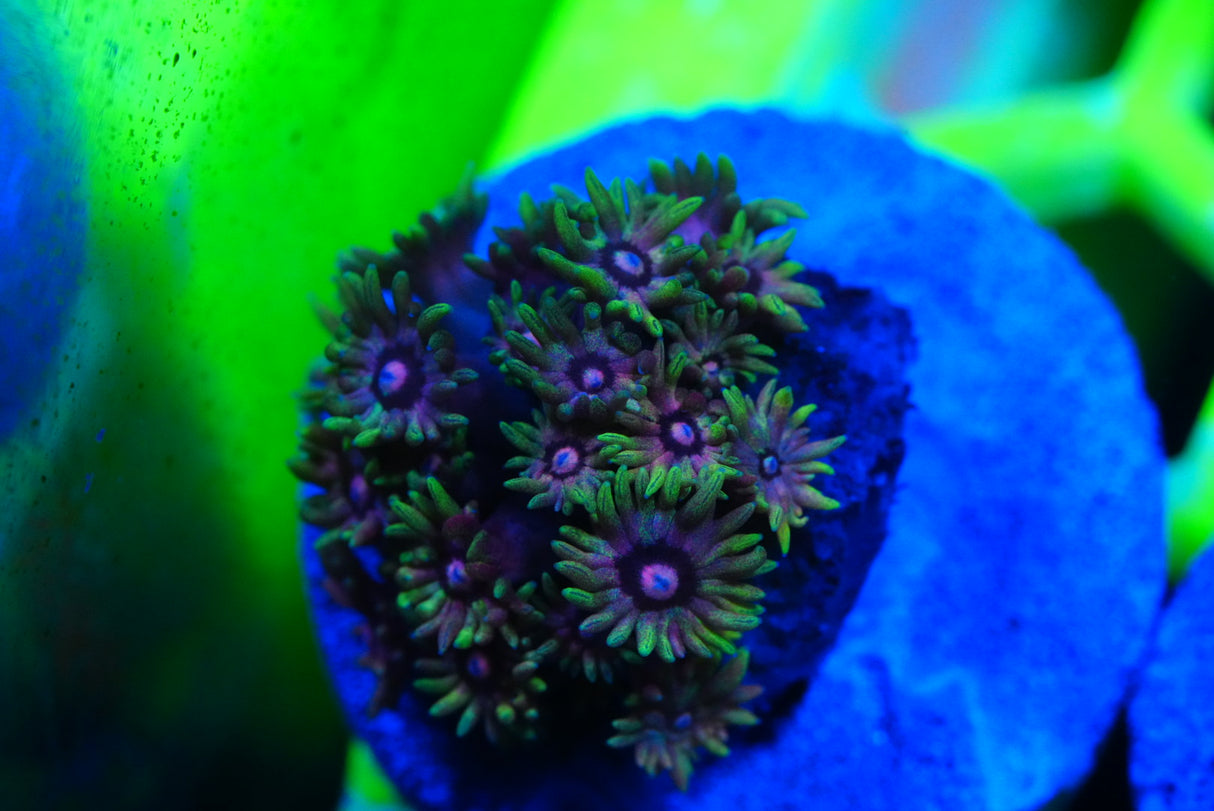 Ultra/rainbow Goniopora