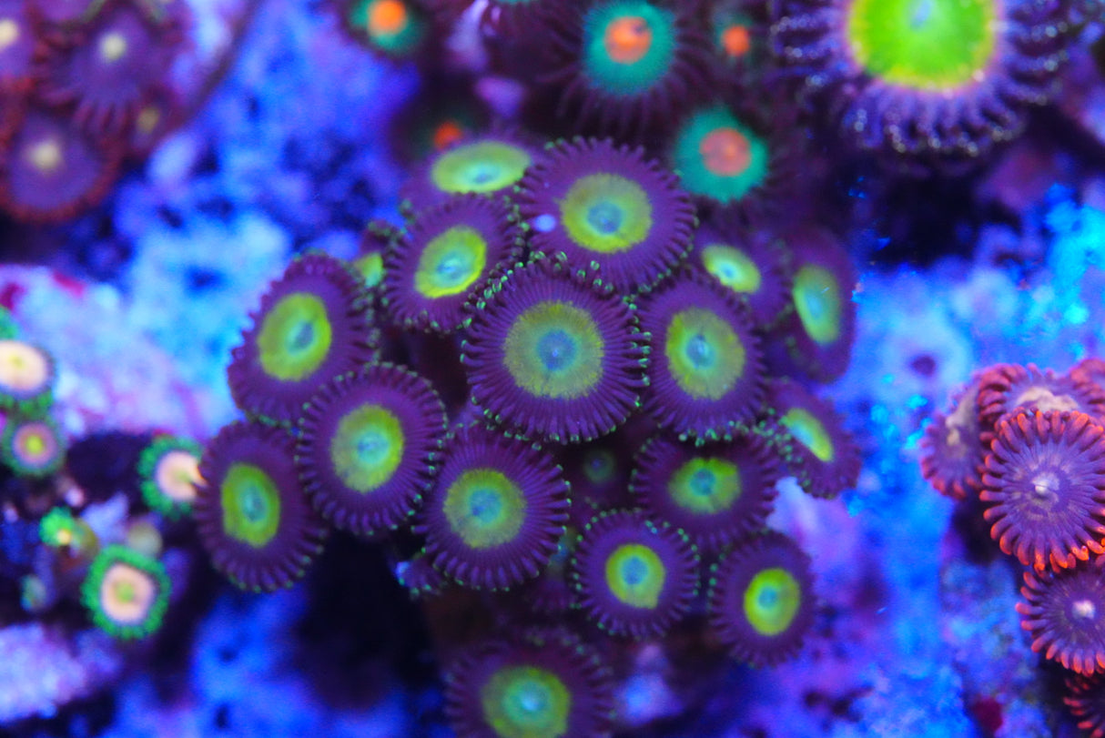 ZOA