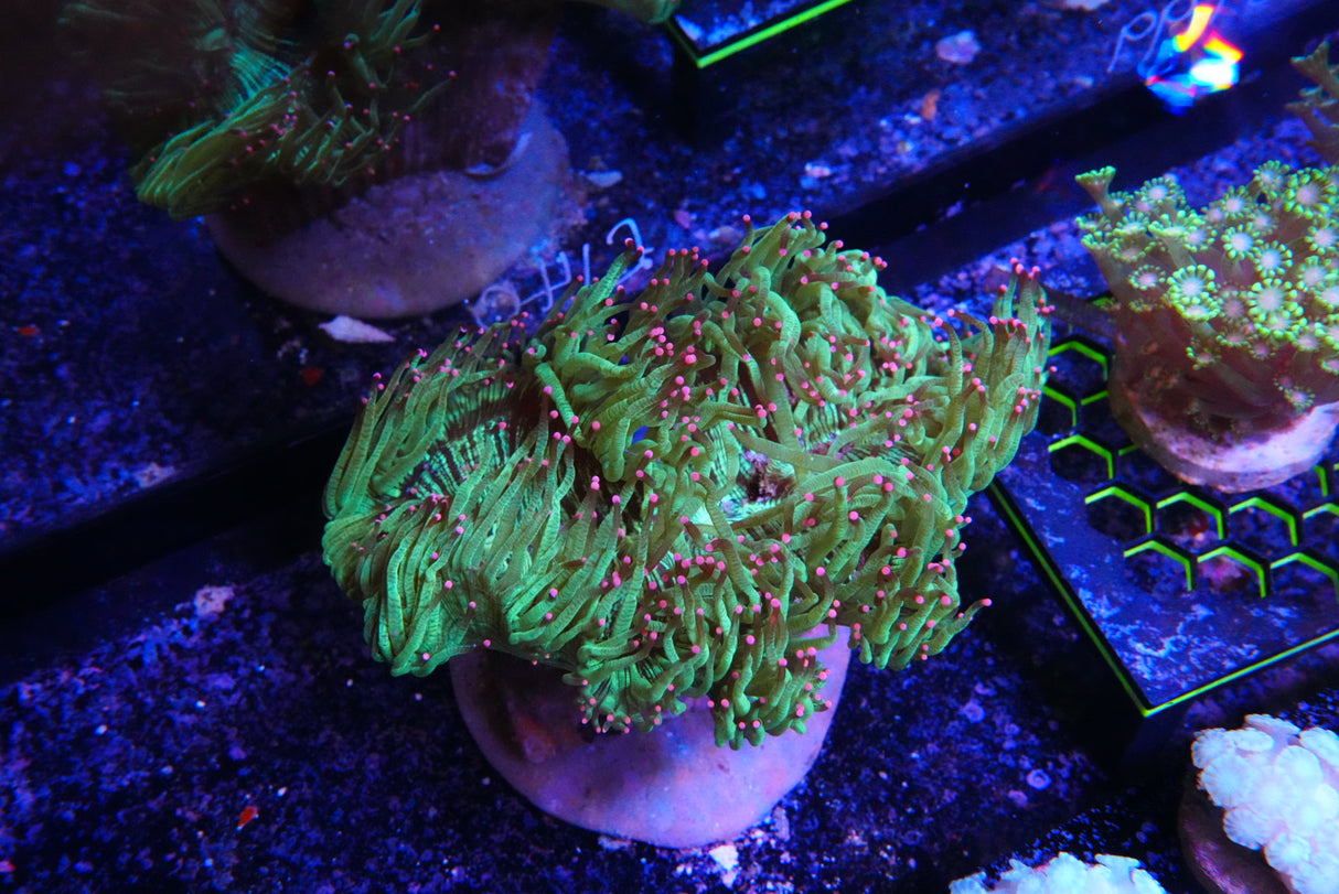 catalaphyllia pink tip