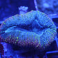 lobophyllia tricolor