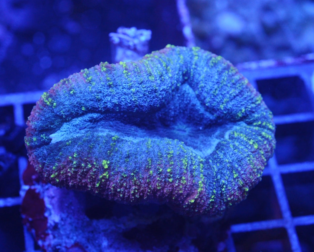 lobophyllia tricolor