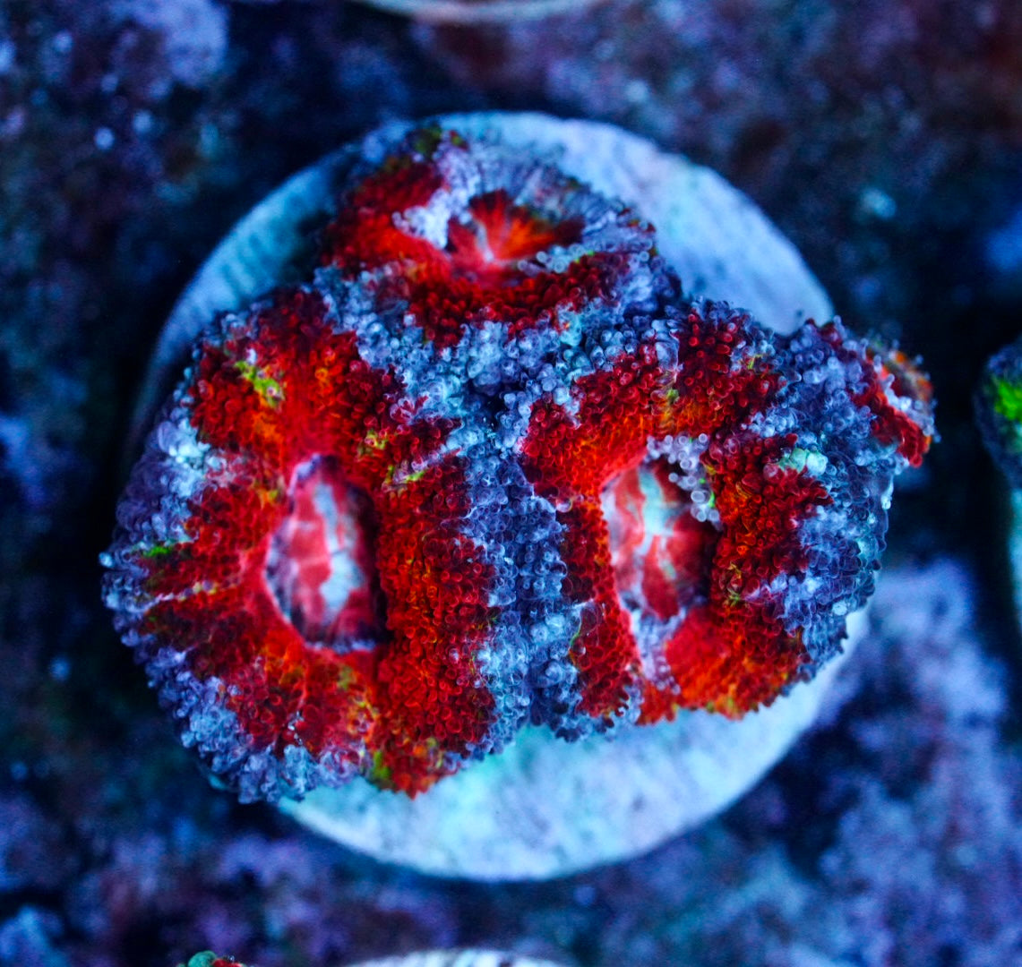 Cultured aussie acan