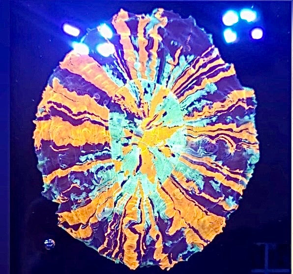 Rainbow Acanthos