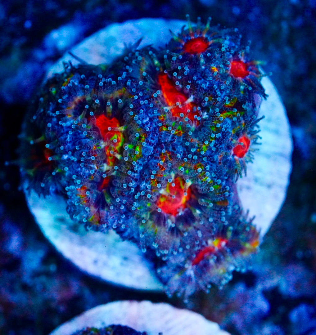 Cultured rainbow acan