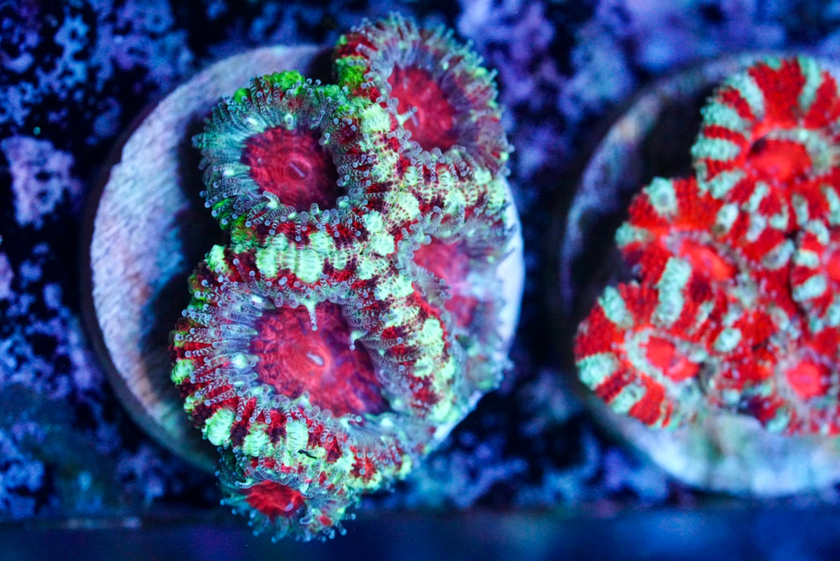 Cultured aussie acan