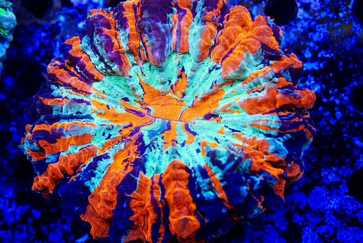 Rainbow Acanthos