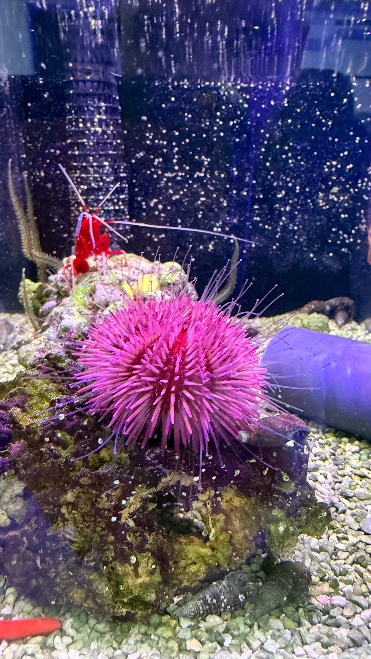 Pink urchin