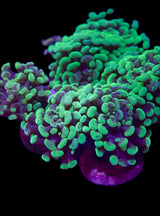 Mutant branching Hammer