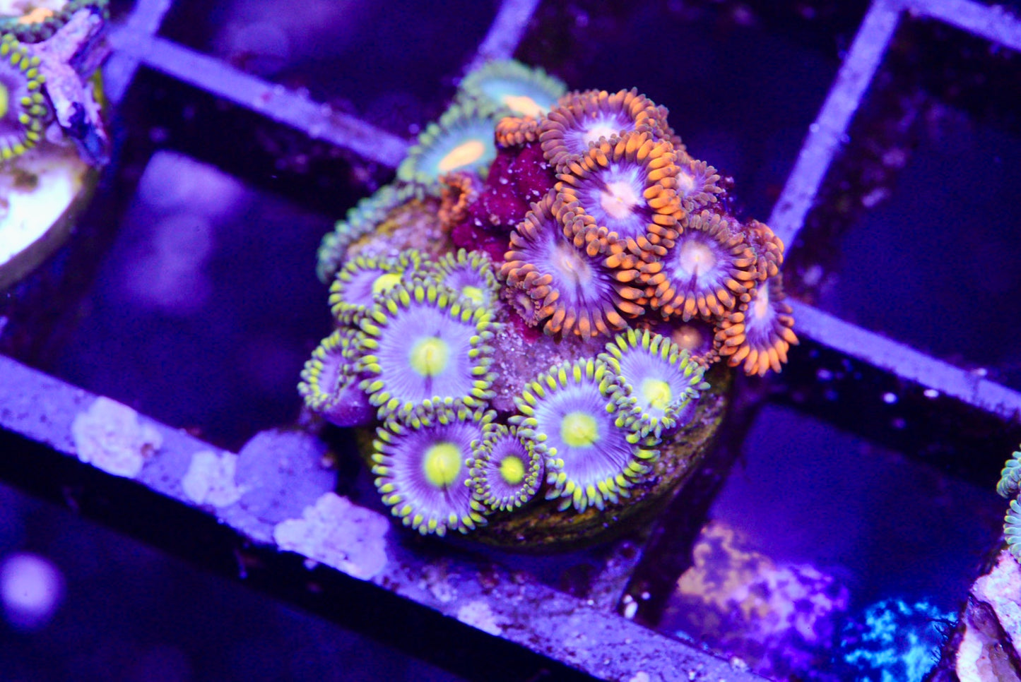 Assorted zoa mix