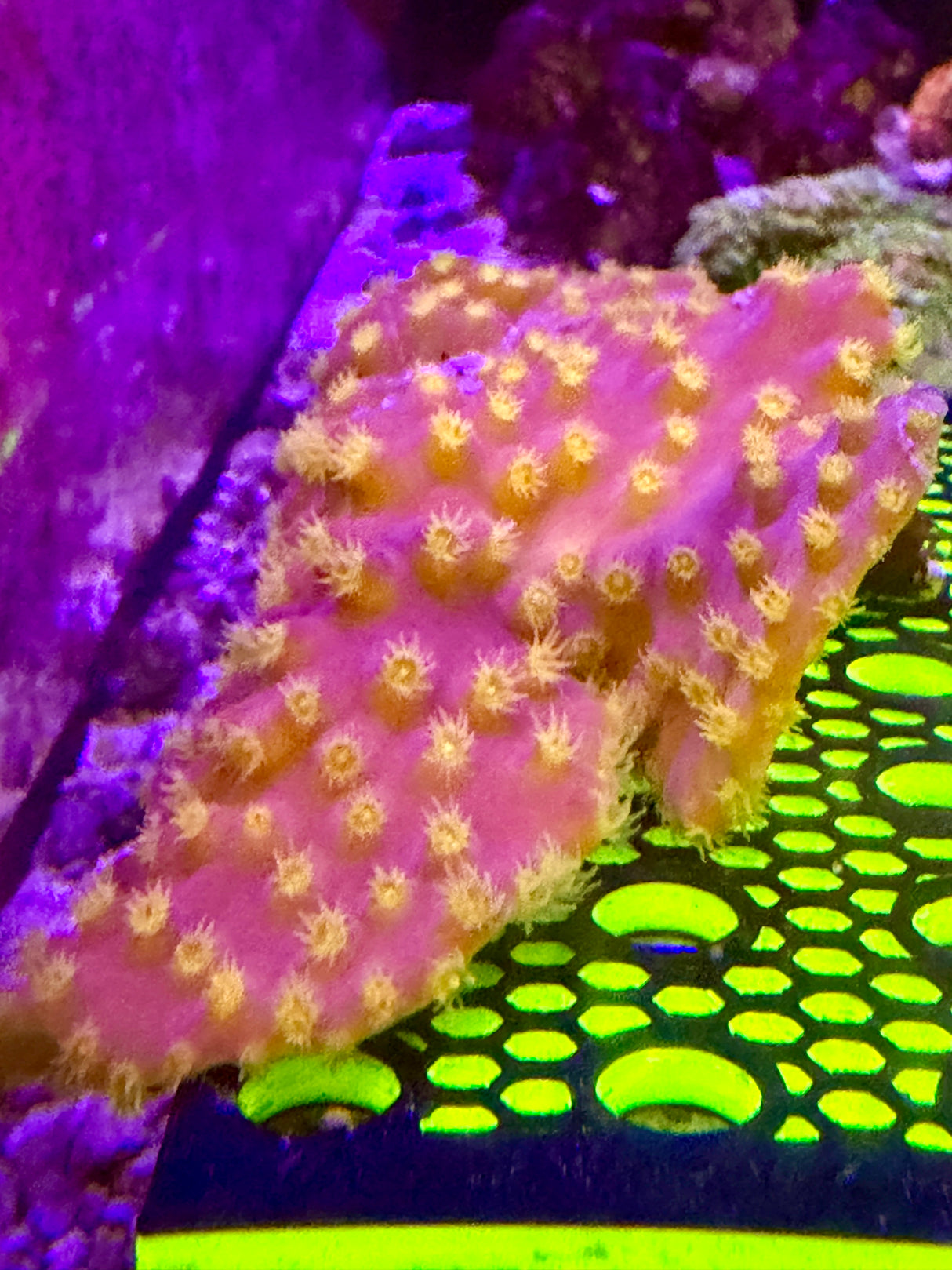 Turbinaria