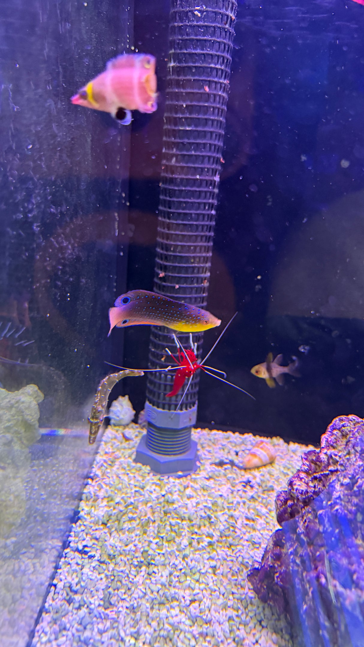 Twistii wrasse