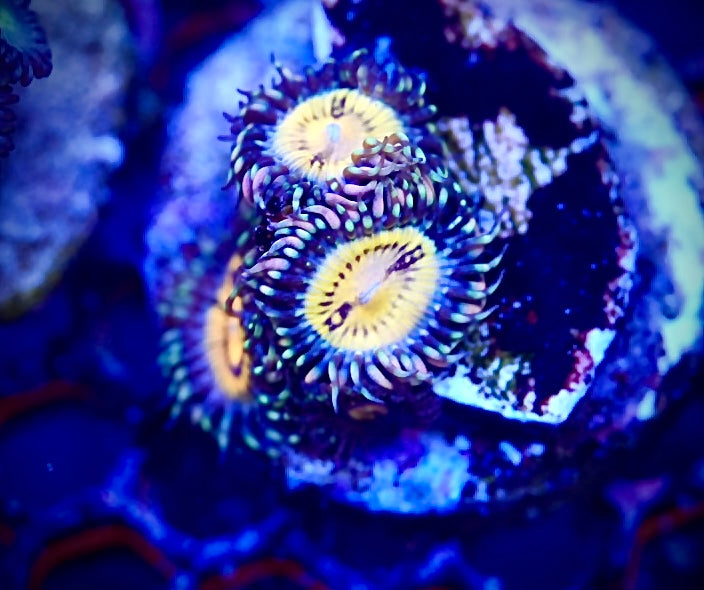 Buttmuncher ZOA