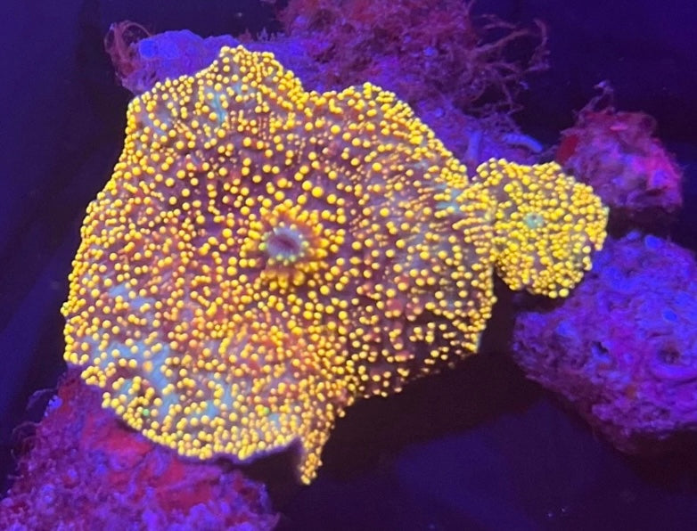 Interstellar mushroom