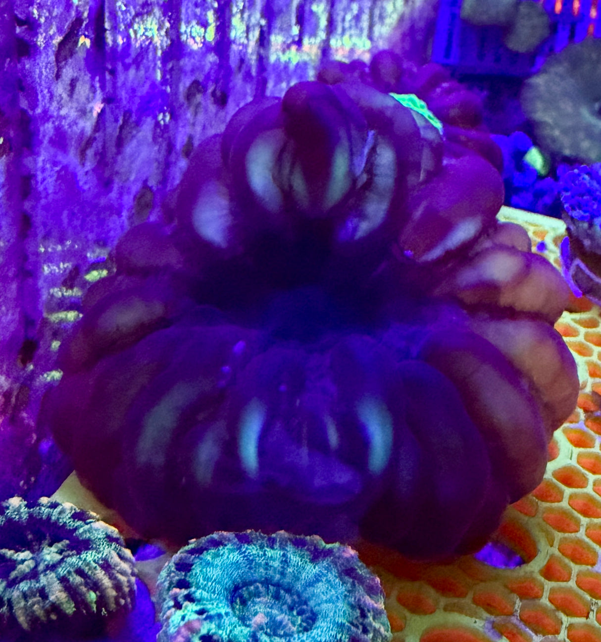 Ultra cynarina red/purple