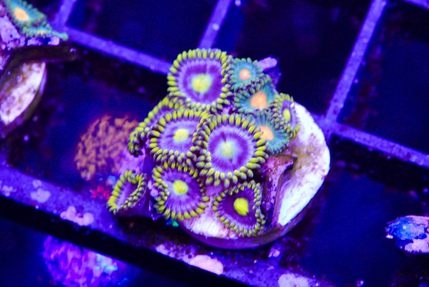 Assorted zoa mix