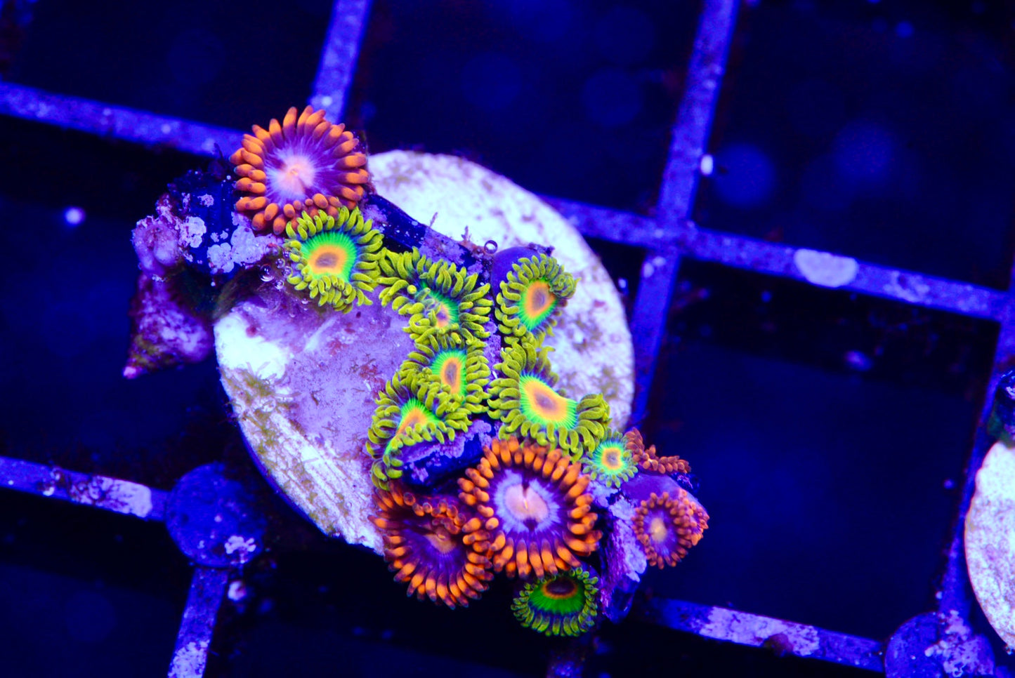 Assorted zoa mix