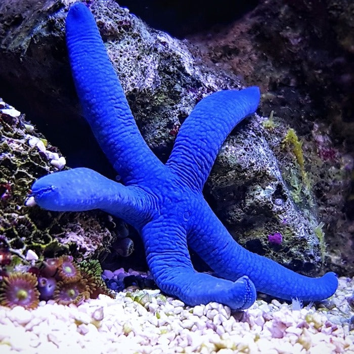 Blue finger starfish