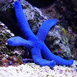 Blue finger starfish