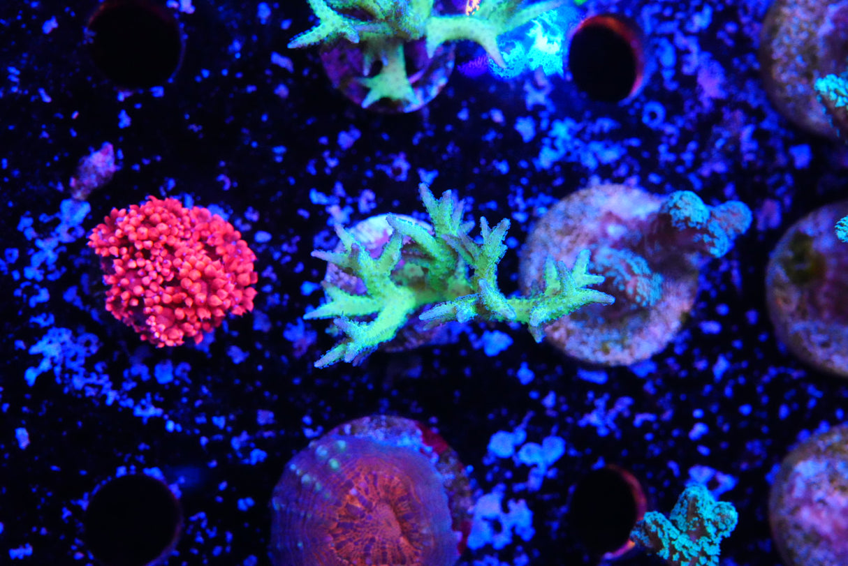 Green Hystrix Seriatopora birds nest