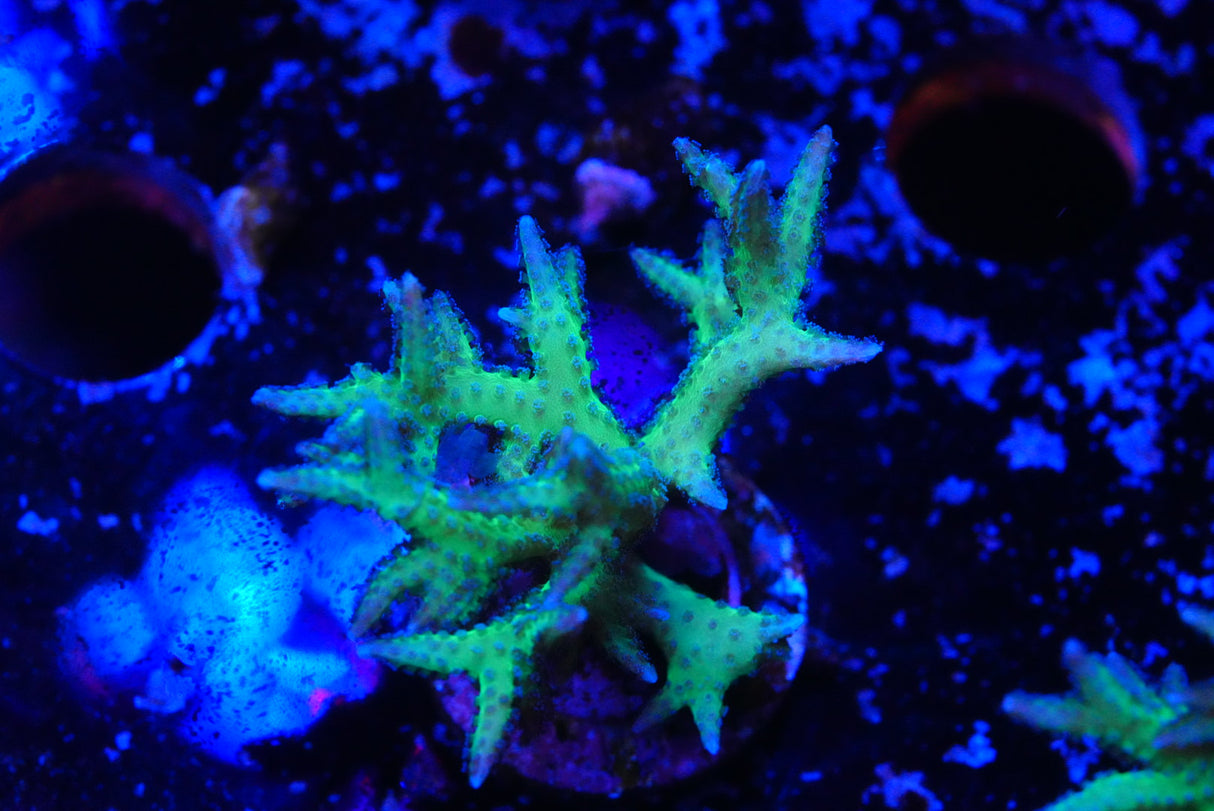 Green Hystrix Seriatopora birds nest