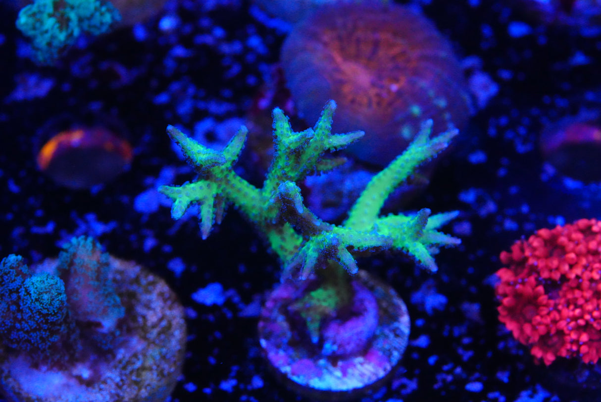 Green Hystrix Seriatopora birds nest