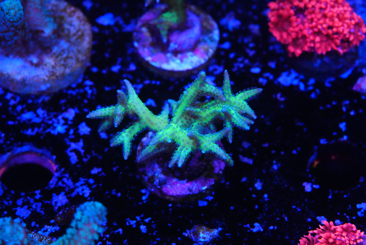 Green Hystrix Seriatopora birds nest