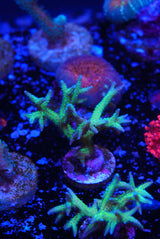 Green Hystrix Seriatopora birds nest