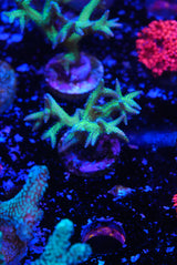 Green Hystrix Seriatopora birds nest