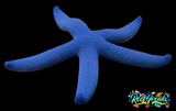 Blue finger starfish