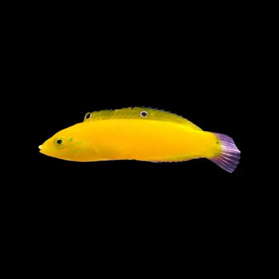 Banana wrasse