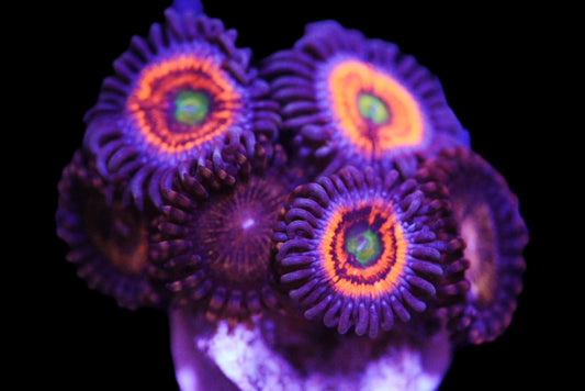 Gobstopper Zoa