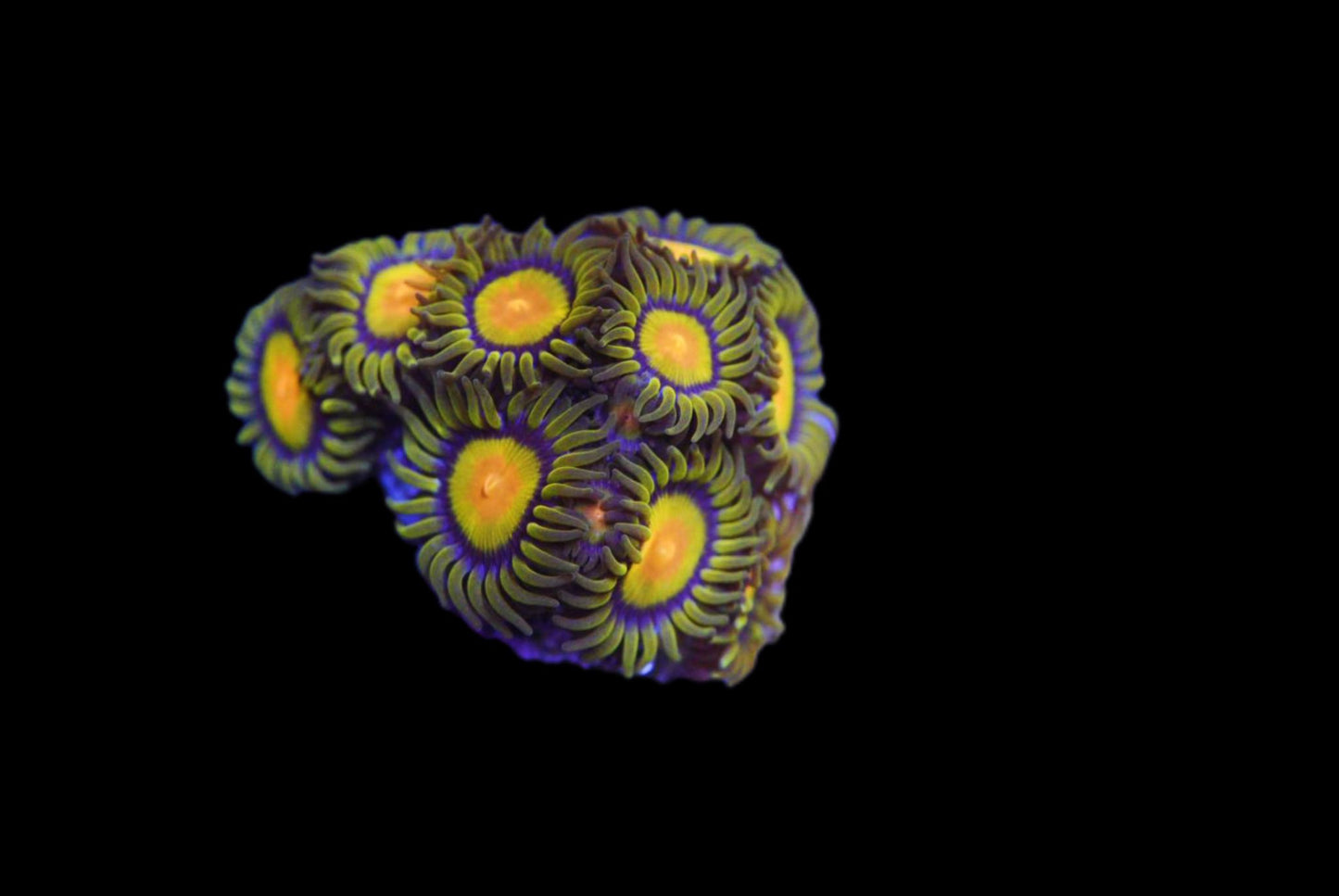 Zoa