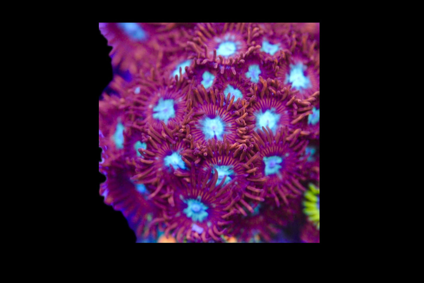 Hot shot zoa