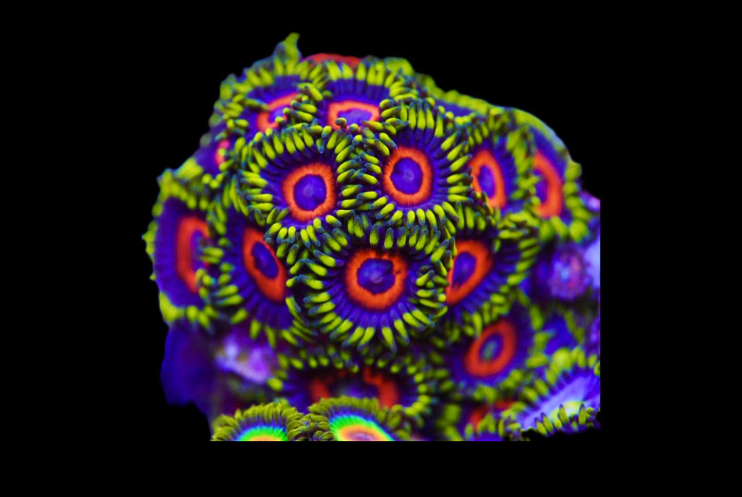 Juicy fruity zoa