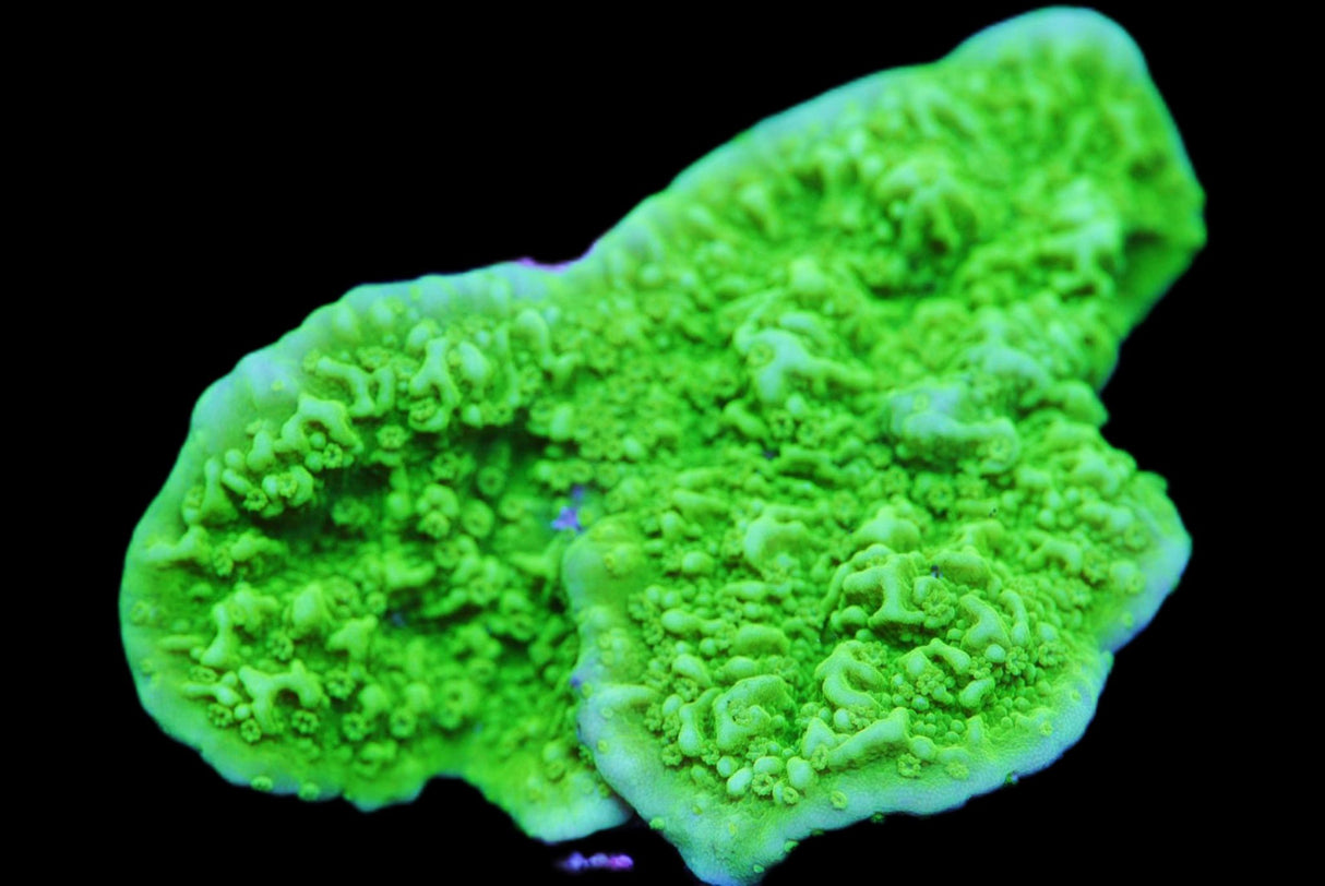 Java green rare monti