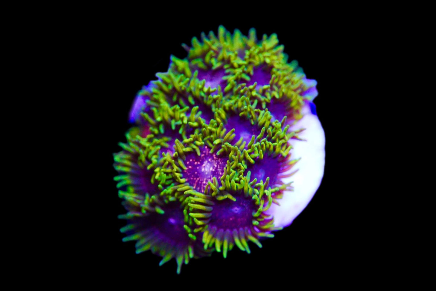 blackberry voodoo Zoa