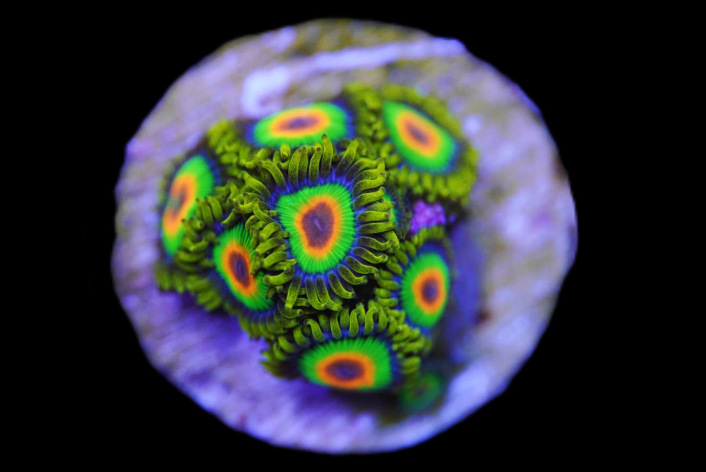 Rasta zoa