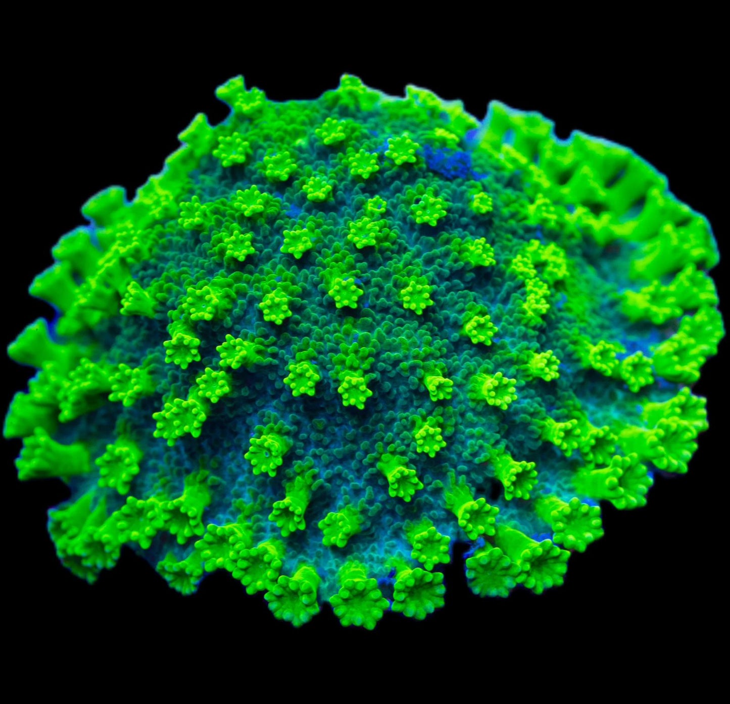 Astreopora coral Toxic green