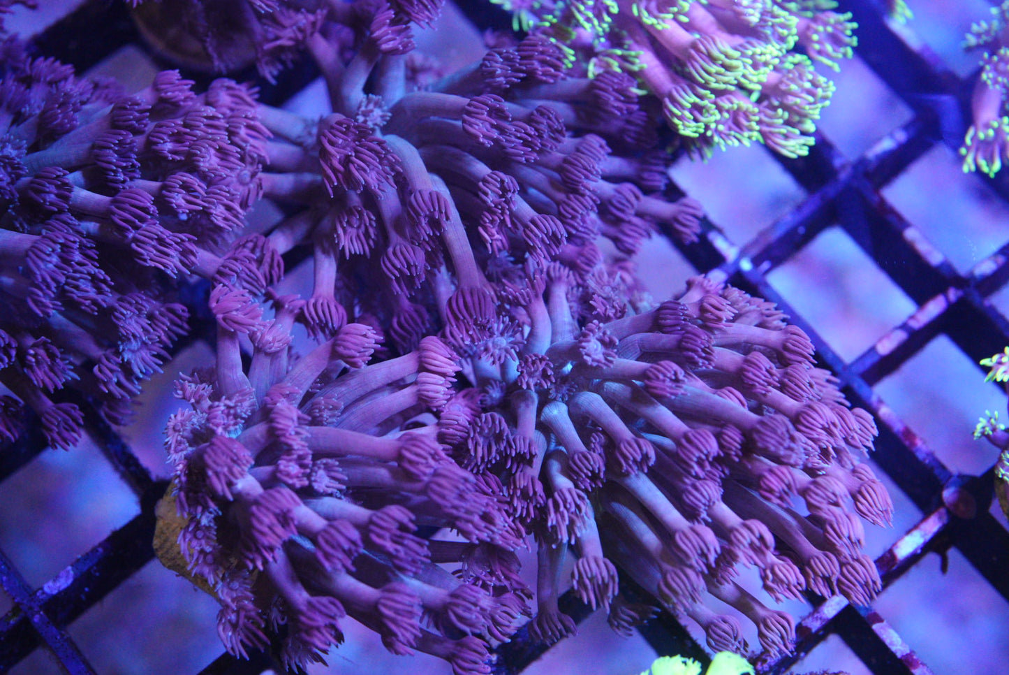 Purple goniopora