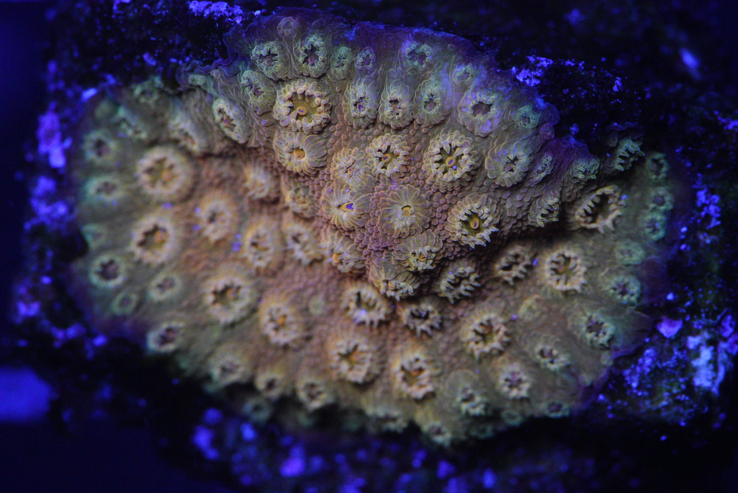 24k cyphastrea