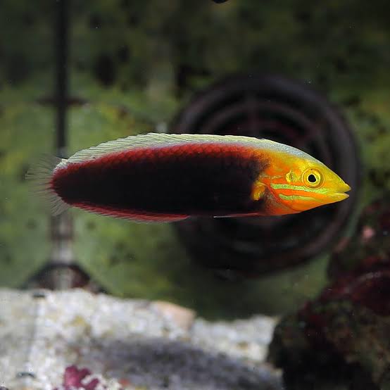 iridis wrasse
