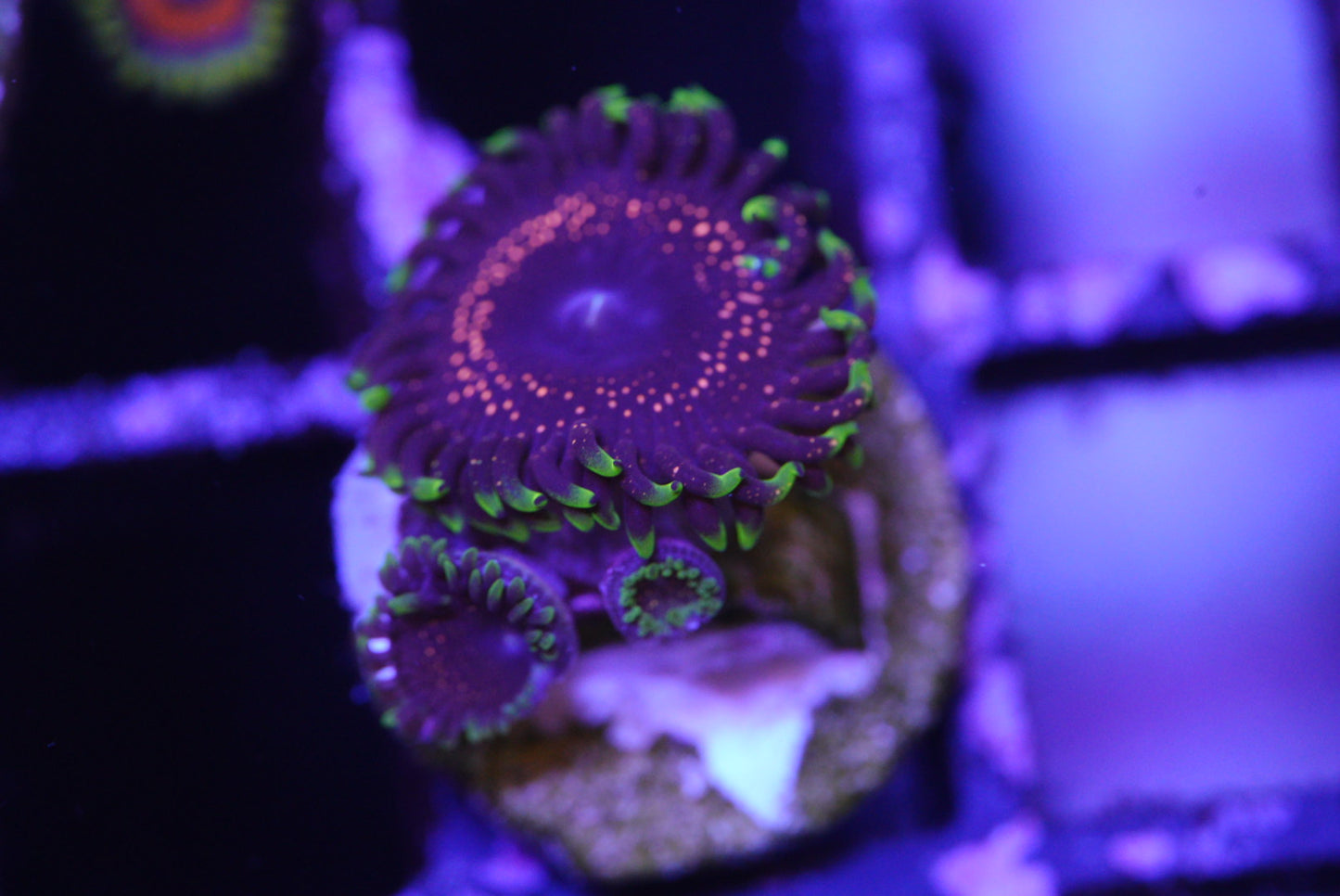 Psychosis zoa