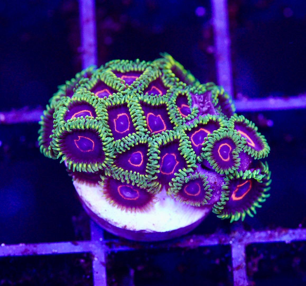 Purple hearts zoa