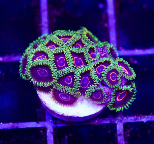 Purple hearts zoa