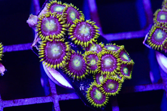 Purple mystery zoa