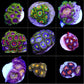 ZOA OFFER 10 frags for 100