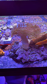 Large Toadstool large